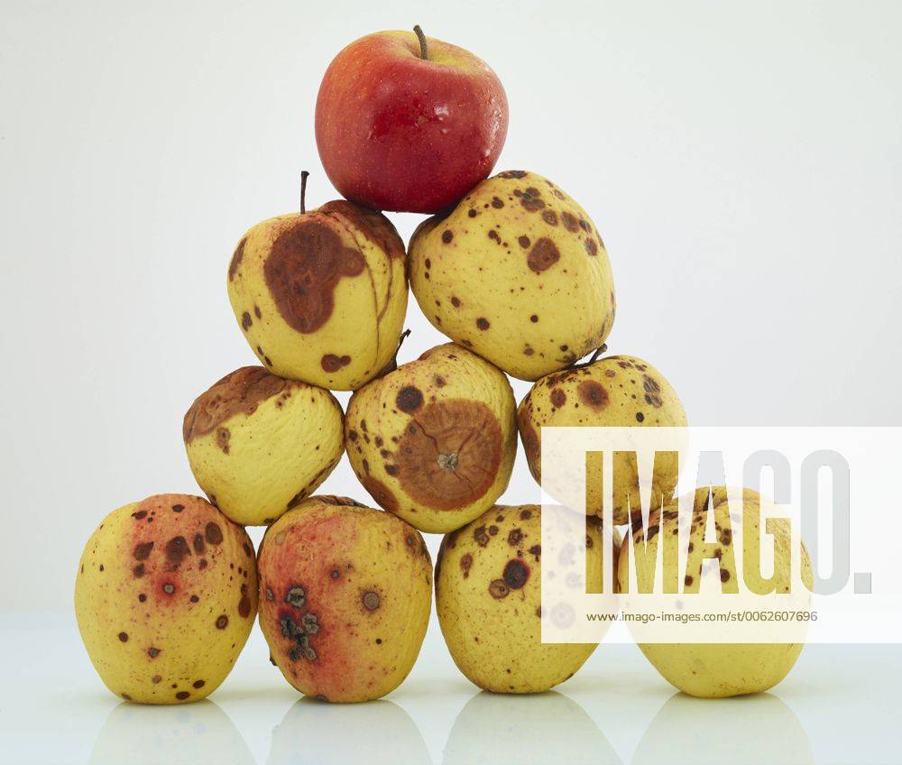 Pyramid of rotten apples with a fresh red one on top AKF000320