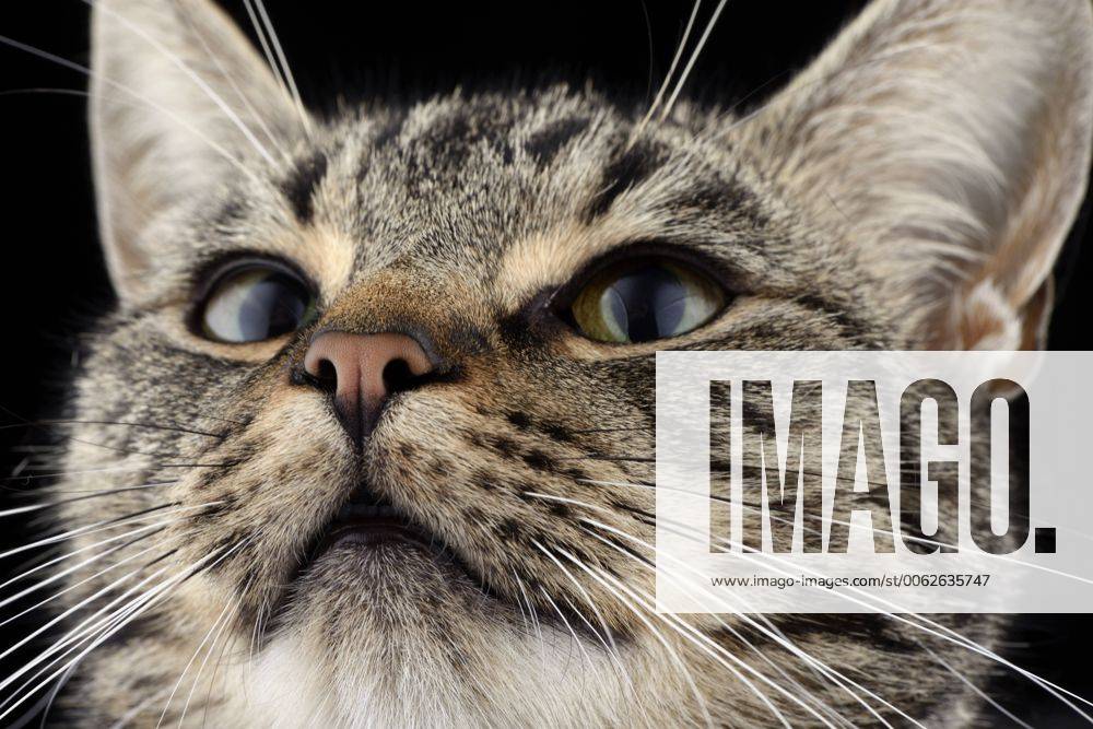 Portrait of tabby cat, Felis silvestris catus property released MJOF000090