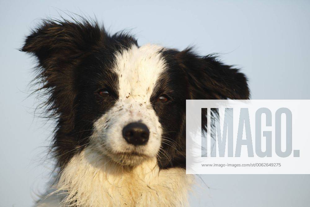 Germany, Baden Wuerttemberg, Border Collie dog looking away property released SLF000002