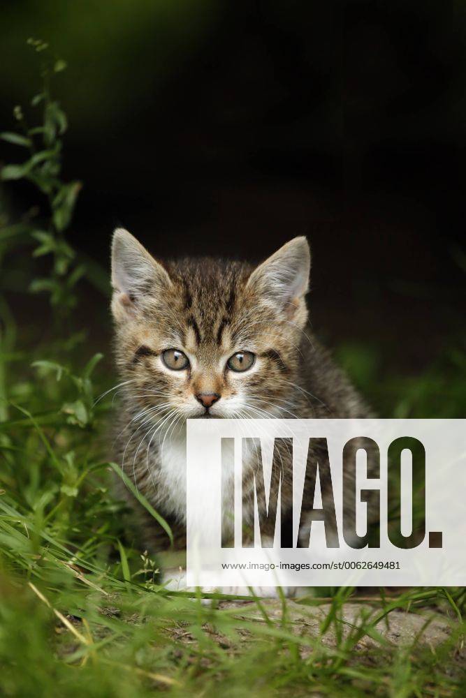 Germany, Baden Wuerttermberg, Kitten sitting on grass property released SLF000195