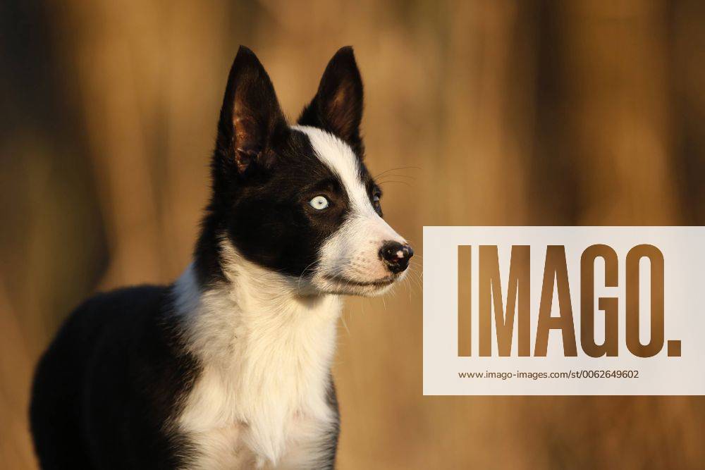 Portrait of Border Collie puppy property released SLF000320