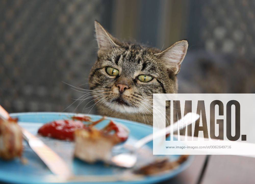 Cat starring on plate with leftovers of barbecue property released SLF000367
