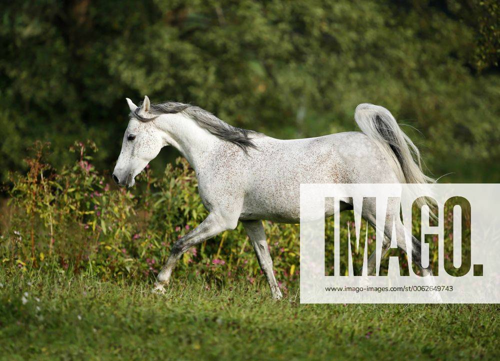 Germany, Baden-Wuerttemberg, Arabian horse, Equus ferus caballus, trots property released SLF000395