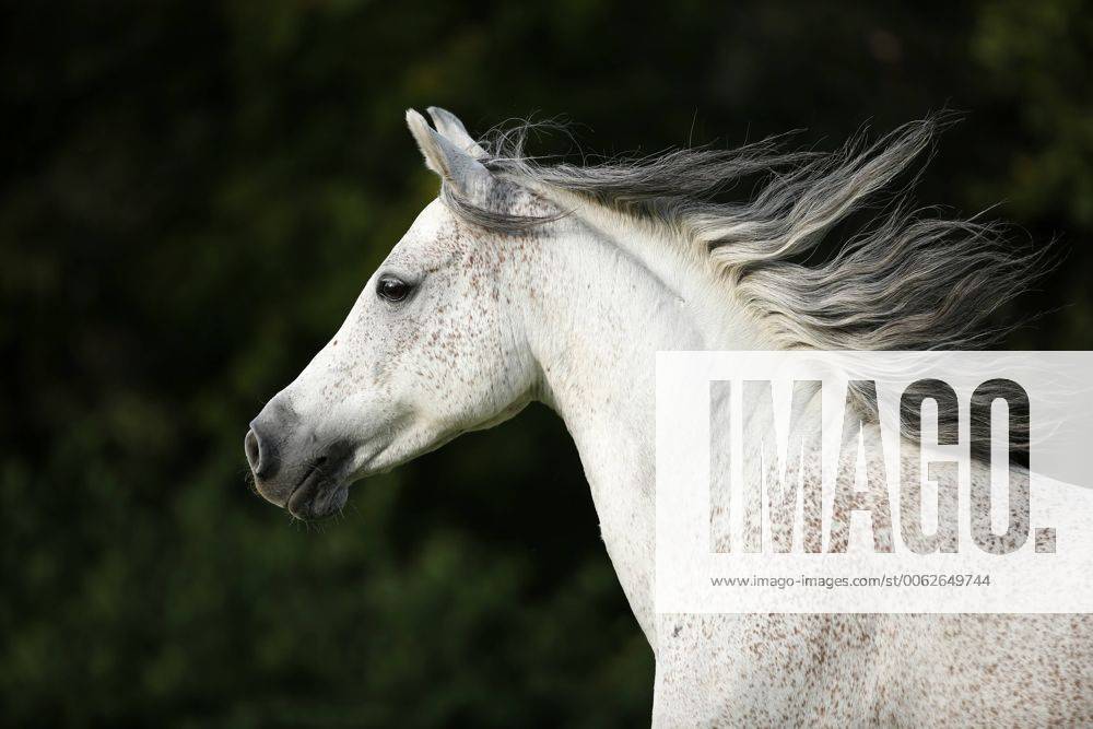 Germany, Baden-Wuerttemberg, Arabian horse, Equus ferus caballus, galloping property released SLF000396