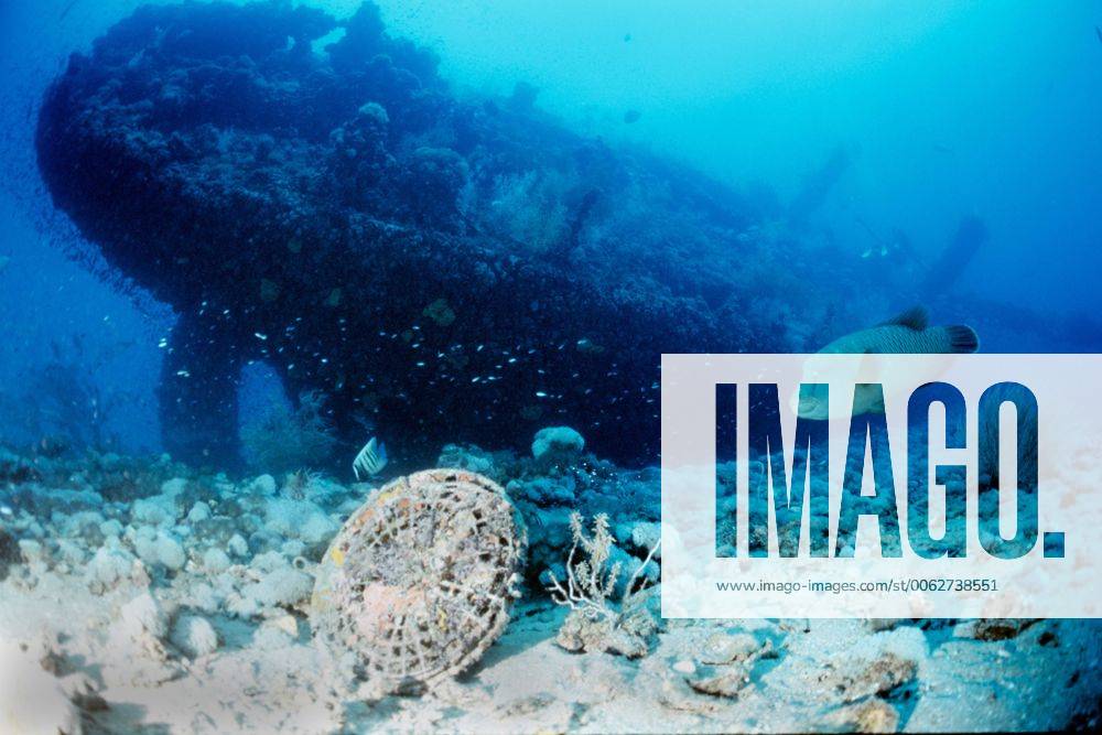The wreck of the SS Yongala (Cheilinus undulatus) sunk in 1911, with fan on seabed and Humphead Maori wrasse swimming past , Bowling Green Bay, Great Barrier Reef Marine Park (a World Heritage Area) Queensland, Australia, 2000 Photographer s ref: 0013559 961_13_dwd00747