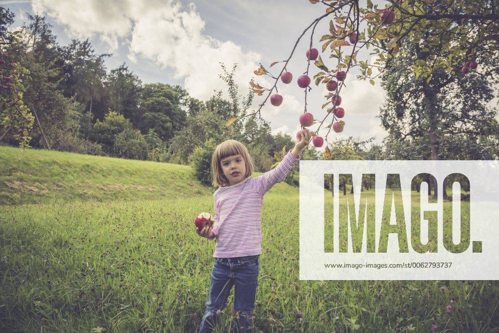 Little picking apples from a tree model released Symbolfoto LVF001785
