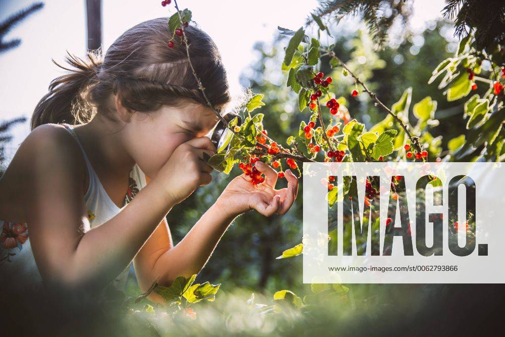 Germany, Northrhine Westphalia, Bornheim, Girl inspecting currant bushes model released Symbolfoto property released MFF001215