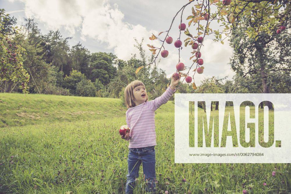Little picking apples from a tree model released Symbolfoto LVF001784