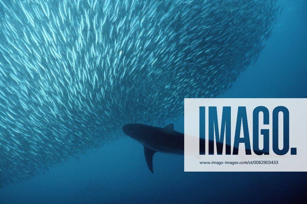 Copper shark Bronze whaler {Carcharhinus brachyurus} predating sardine baitball, Transkei coast, South Africa. 1117483 DougxPerrine