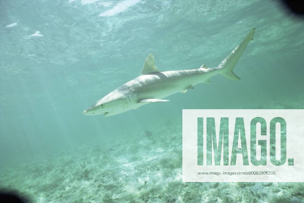 Atlantic sharpnose shark {Rhizoprionodon terraenovae} Bahamas, Atlantic 1132170 DougxPerrine
