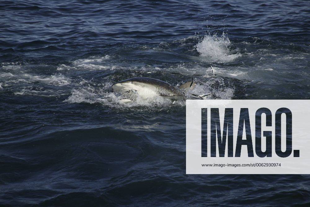 Copper shark bronze whaler (Carcharhinus brachyurus) lunges through bait ball of Sardines, filling its mouth during annual Sardine Run off the Wild Coast Transkei of South Africa, Indian Ocean 1211674 DougxPerrine