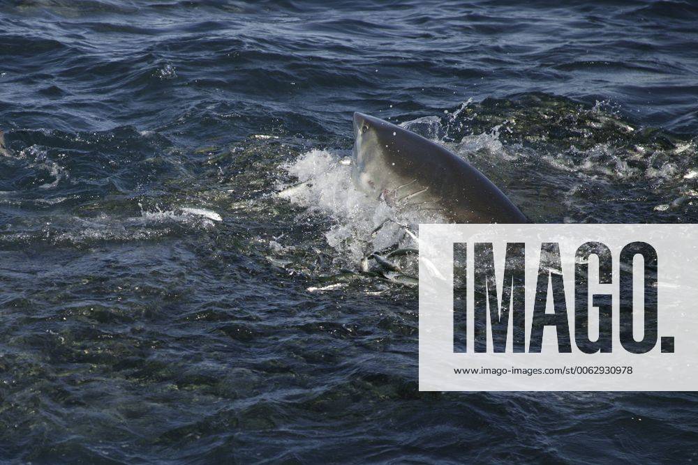 Copper shark bronze whaler (Carcharhinus brachyurus) lunges through bait ball of Sardines, filling its mouth during annual Sardine Run off the Wild Coast Transkei of South Africa, Indian Ocean 1211678 DougxPerrine