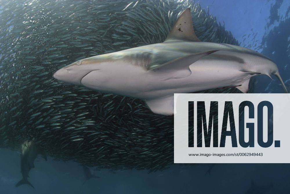 Copper shark Bronze whaler (Carcharhinus brachyurus) feeding on a baitball of Sardines Pilchards (Sardinops sagax) during the annual Sardine Run off the east coast of South Africa at Mboyti, Transkei or Wild Coast (Indian Ocean) 1233726 DougxPerrine