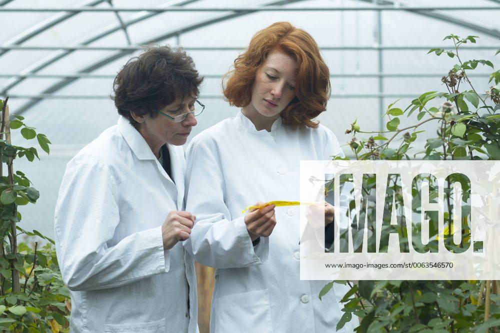 IMAGO Creative: Business, Innovative Technologie-Lösungen Two female scientists controlling plants in a greenhouse model released Symbolfoto property released SGF001218