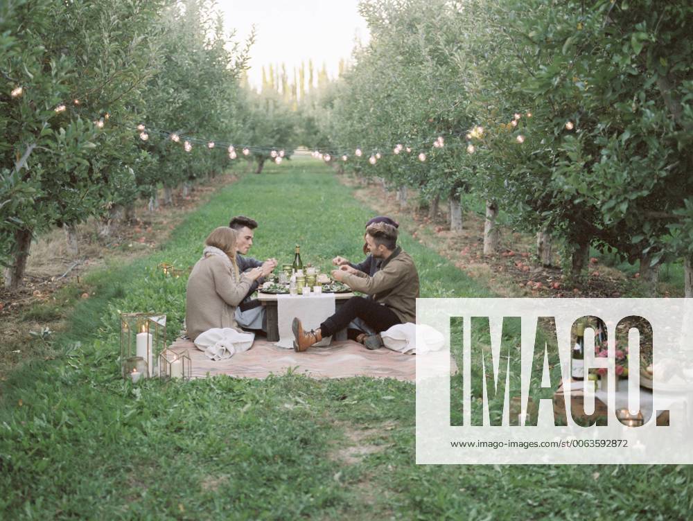 An apple orchard in Utah. Group of people having a picnic on the grass. 15367