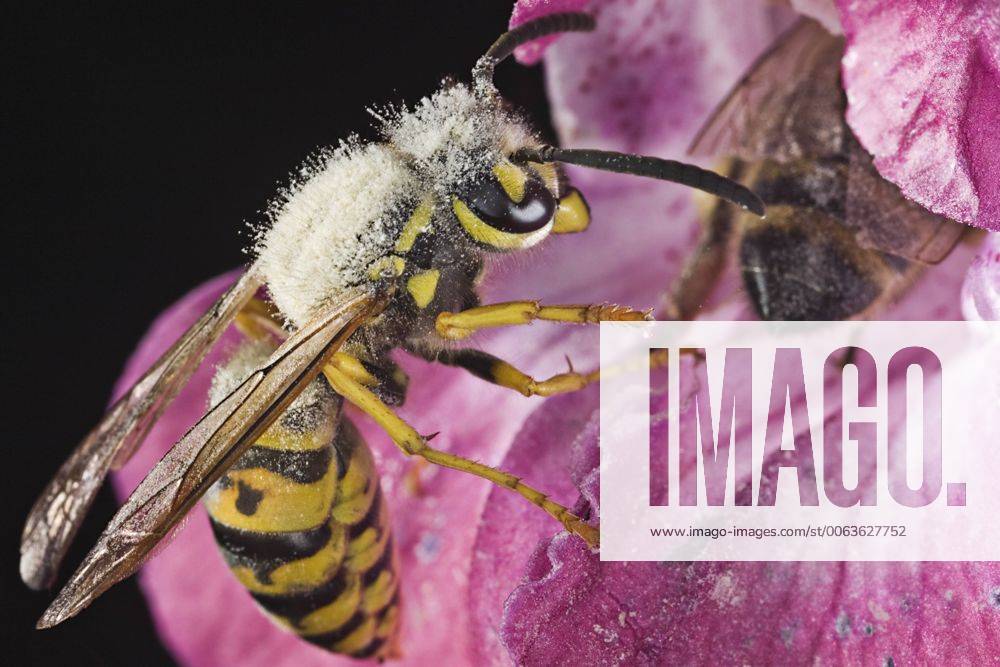 Deutsche Wespe (Vespula germanica) auf einem Dr¸sigen Springkraut (Impatiens glandulifera) - German wasp (Vespula germanica) on a Himalayan balsam Impatiens glandulifera McPSHU McPSHU