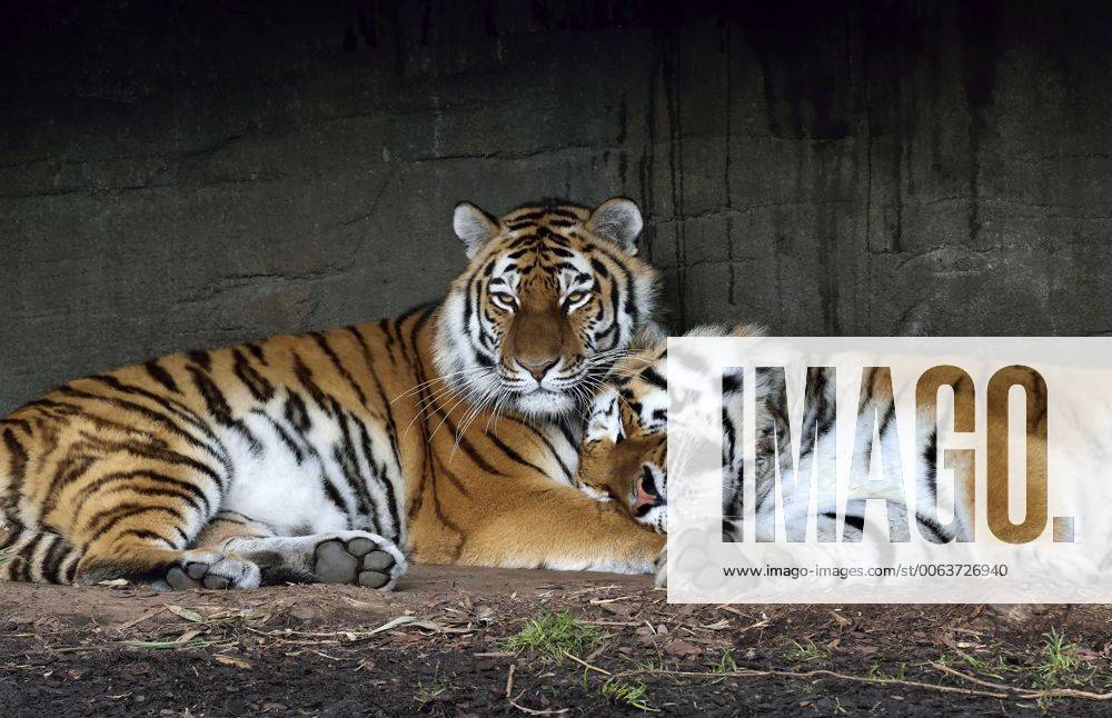 Tiger Katze Maruschka und Tiger Kater Lailek genießen die Wärme der Beheizten Wärmeplatten im Tierpark Hagenbeck Hamburg 13.02.2015