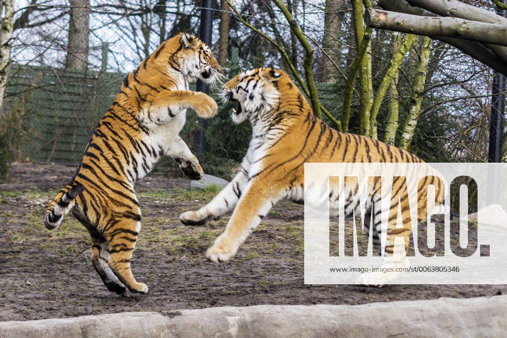 Tiger Maruschka und Lailek im Tierpark Hagenbeck Hamburg 22. 02. 2015