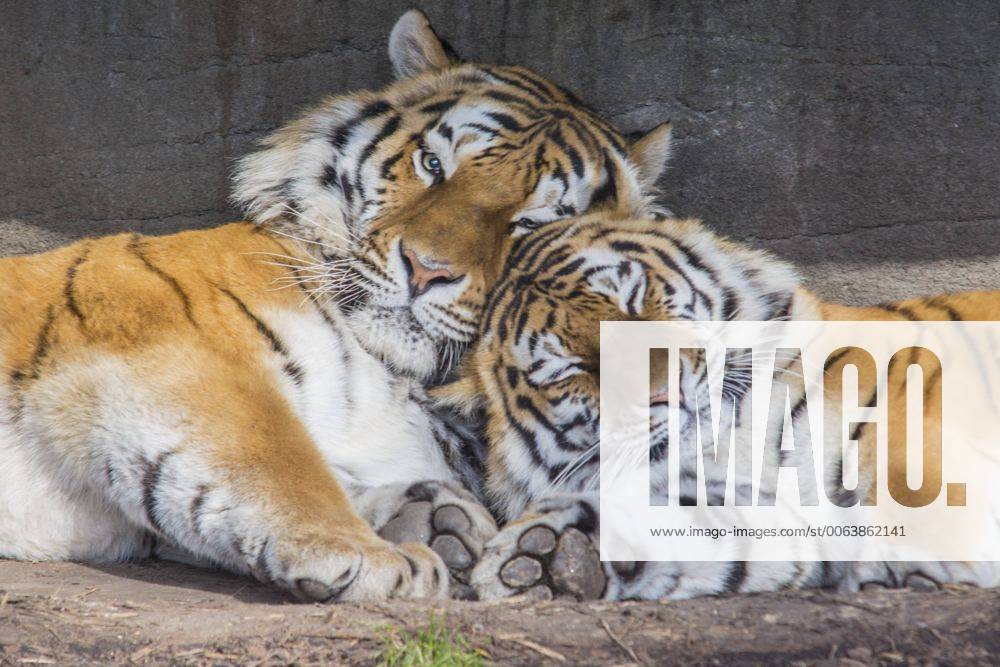 Tiger Katze Maruschka und Tiger Kater Lailek genießen die Wärme und schmusen im Tierpark Hagenbeck Hamburg 28. 02. 2015