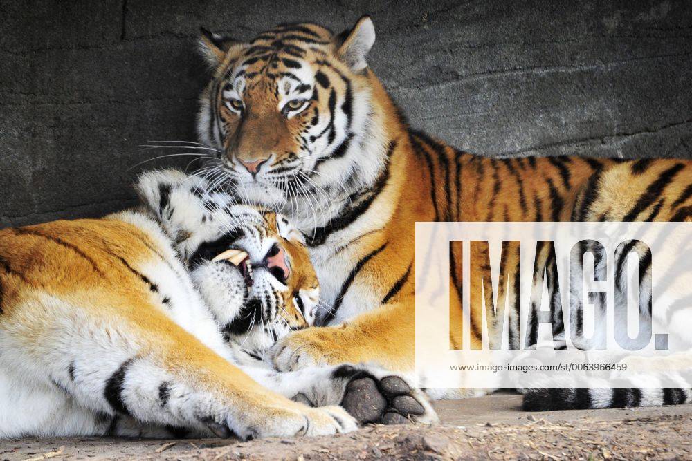 Sibirischer Tiger Maruschka und Lailek . Das Tiger-Gehege des Tierpark Hagenbeck ist ein gutes Beispiel für eine artgerechte Gestaltung. Tierpark Hamburg 07 03 2015