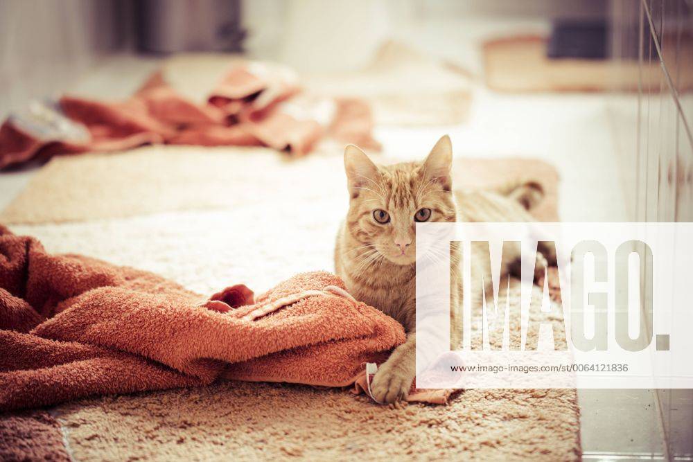Red tabby cat playing with towels property released MABF000310