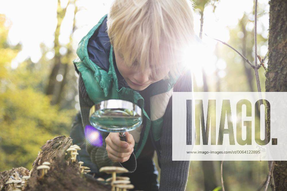 Little boy watching mushrooms with magnifying glass in a forest model released Symbolfoto PDF000810