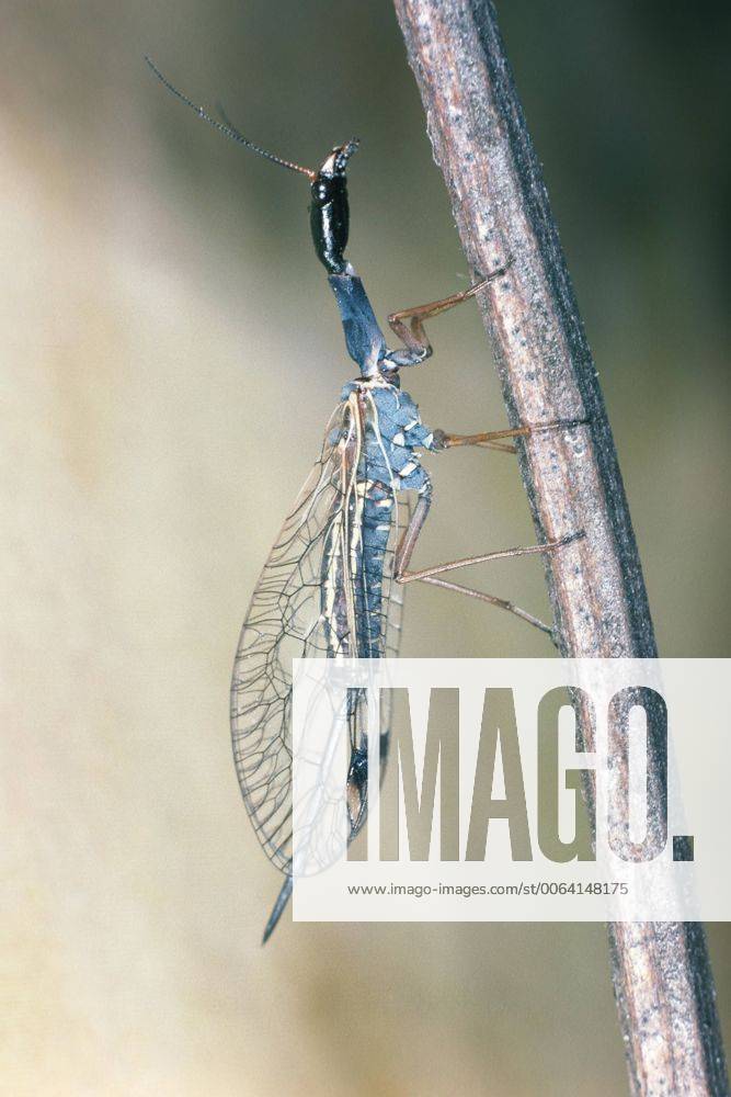 Kamelhalsfliege (Dichrostigma flavipes), sitzend snakefly (Dichrostigma flavipes), sitting BLWS004737