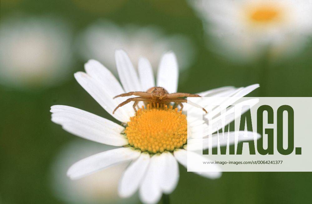 Veraenderliche Krabbenspinne (Misumena vatia), auf Margeritenbluete, Deutschland, Bayern goldenrod crab spider (Misumena vatia), on marguerite blossom, Germany, Bavaria BLW041676