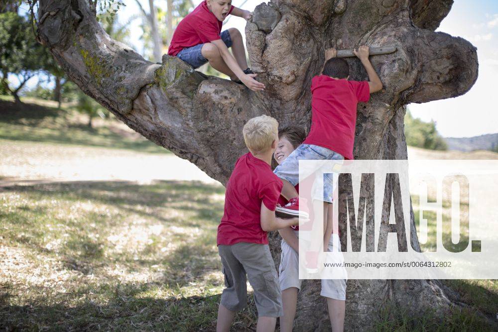 South Africa,Boys on field trip climbing tree model released Symbolfoto ZEF003938