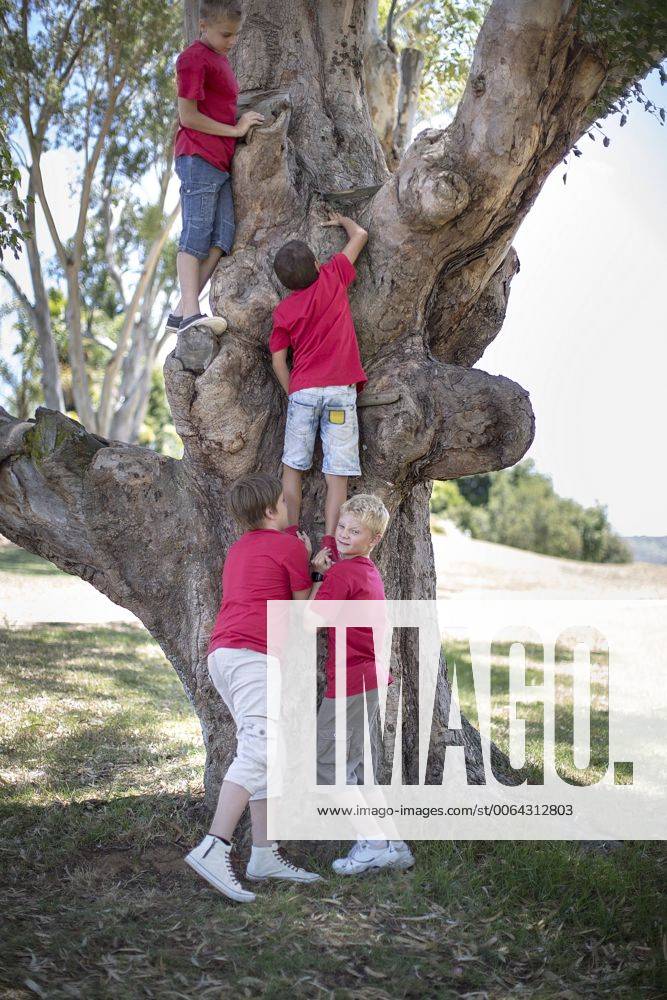 South Africa,Boys on field trip climbing tree model released Symbolfoto ZEF003939