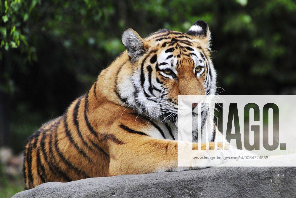Sibirischer Tiger Weibchen Maruschka Tierpark Hagenbeck Hamburg 02 06 2015 Tierpark