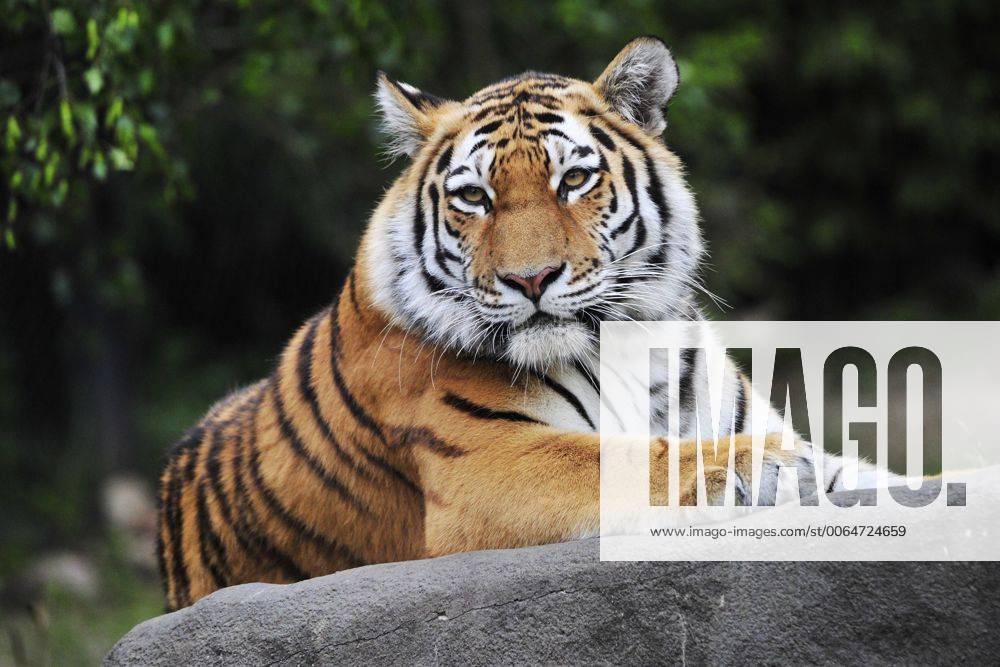 Sibirischer Tiger Weibchen Maruschka Tierpark Hagenbeck Hamburg 02 06 2015 Tierpark
