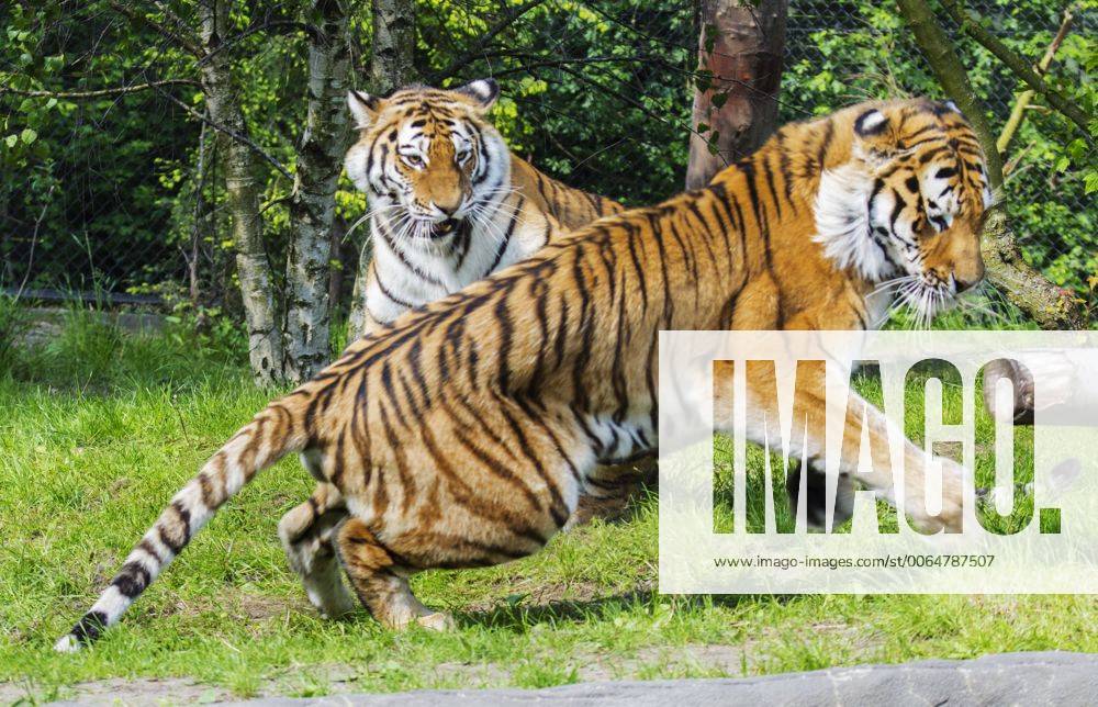 Tiger Kater Kailek ist im alter von 4 Jahren gestorben Sibirischer Tiger Weibchen Maruschka und Kater Lailek versuchen sich im Nachwuchs zeugen Tierpark Hagenbeck Hamburg 11 06 2015 Tierpark