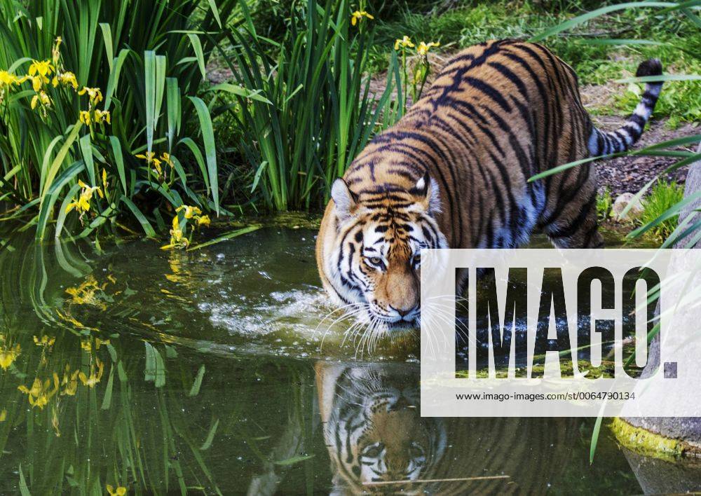 Tiger Weibchen Maruschka sucht im Wasser ihren verstorbenen Partner den Kater Lailek er schwamm so gerne Tierpark Hagenbeck in Hamburg 11 06 2015