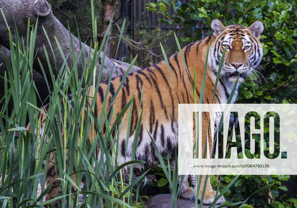 Tiger Weibchen Maruschka sucht ihren verstorbenen Partner den Kater Lailek Tierpark Hagenbeck in Hamburg 11 06 2015
