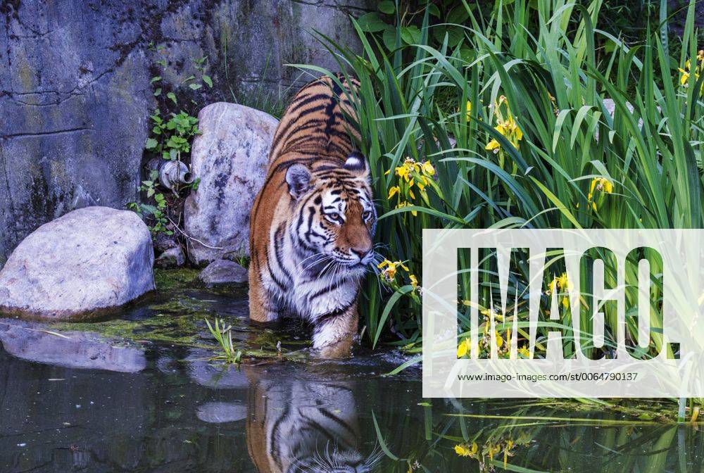 Tiger Weibchen Maruschka sucht im Wasser ihren verstorbenen Partner den Kater Lailek er schwamm so gerne Tierpark Hagenbeck in Hamburg 11 06 2015