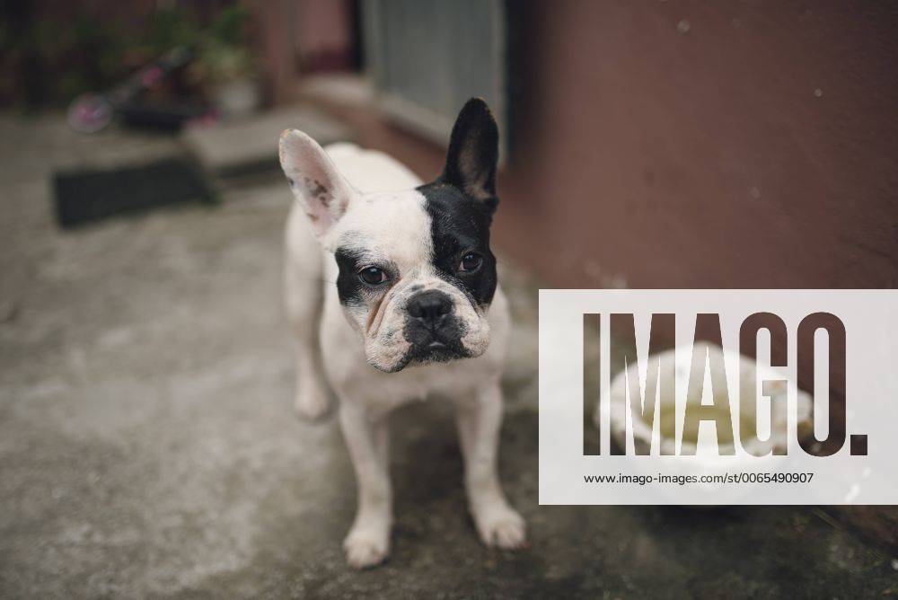 Portrait of French bulldog property released RAEF000235