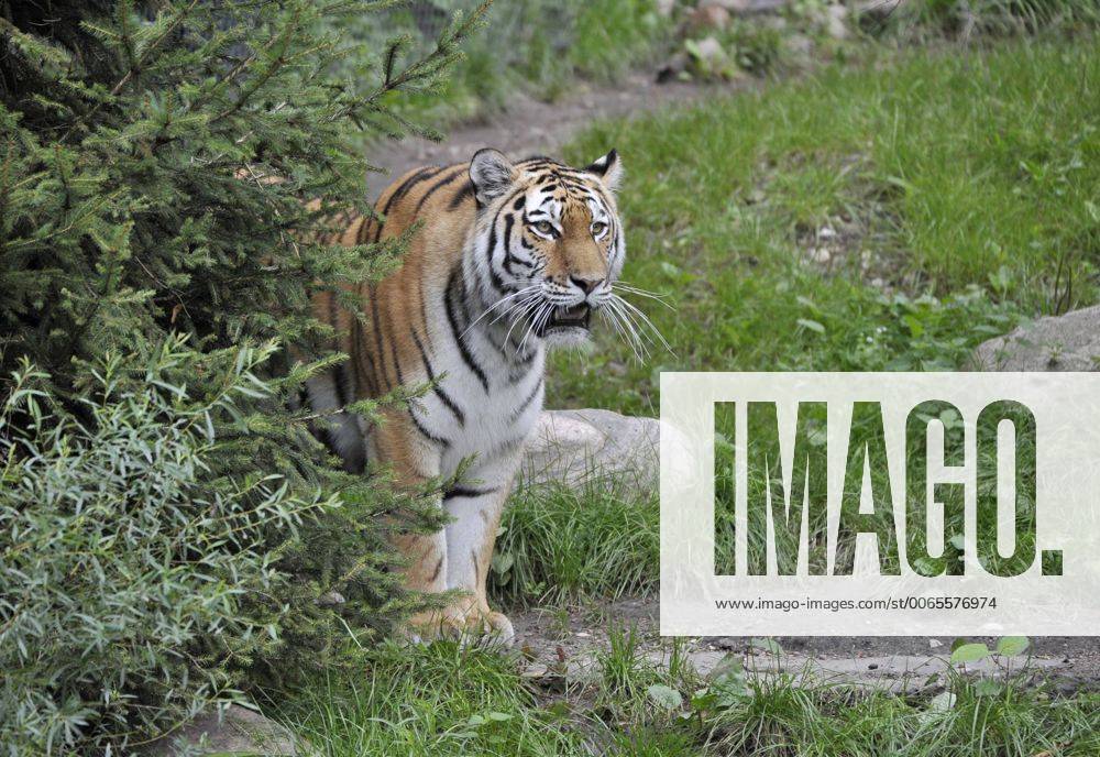 Tiegerweibchen Maruschka im Tierpark Hagenbeck in Hamburg 29 08 2015