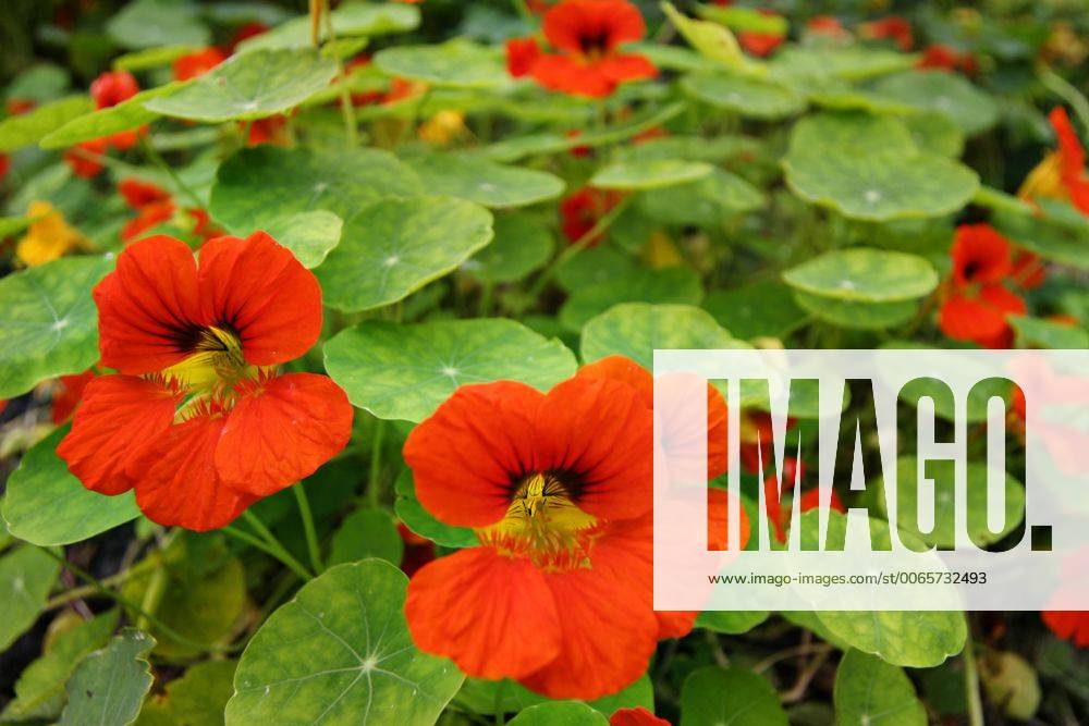 Grosse Kapuzinerkresse, Grosse Kapuziner-Kresse, Kapuzinerkresse, Kapuziner-Kresse (Tropaeolum majus), bluehend Indian cress, common nasturtium, garden nasturtium (Tropaeolum majus), blooming BLWS288374