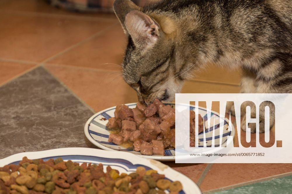 Getigerte Katze frisst Nassfutter getigerte Katze frisst Nassfutter - tabby cat eats wet food 1077402504