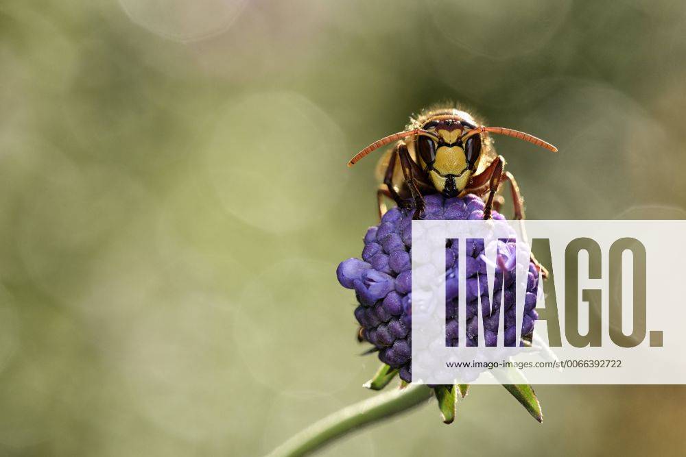 European hornet on a blossom MJOF001095