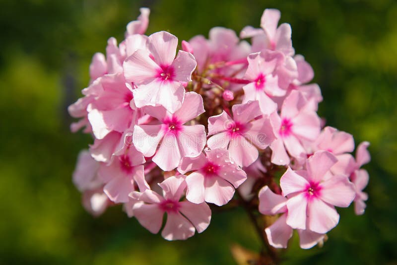 Summer bloomed small flowers pink Phlox.Texture or background, Summer blooming pink Phlox.Texture or background