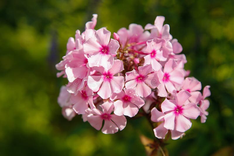 Summer bloomed small flowers pink Phlox.Texture or background, Little pink Phlox bloomed in the garden .Texture or background