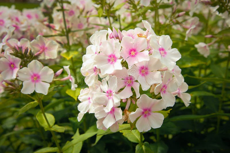 Summer bloomed small flowers pink Phlox.Texture or background, In the garden in the summer bloomed many pink flowers Phlox .Texture or background
