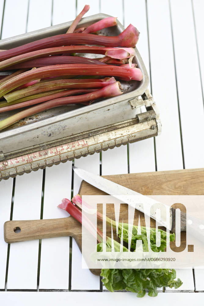 Freshly picked rhubarb on white table, Hamburg Hamburg Deutschland Altes Land GISF01098