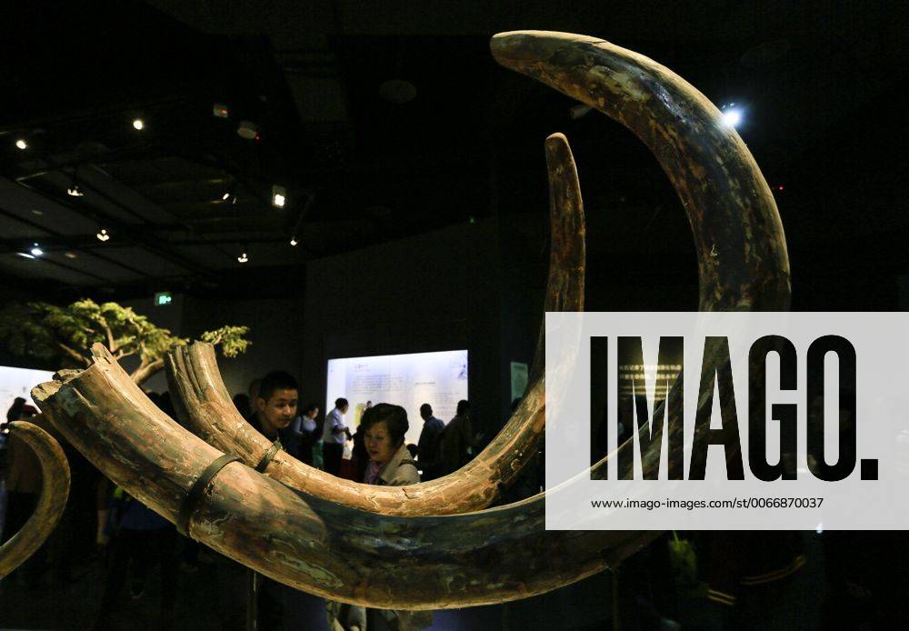 CHONGQING -- People visit the new Chongqing Museum of Natural History in Chongqing, southwest China, Nov. 15, 2015. The new Chongqing Museum of Natural History, the second largest natural museum in China, reopened on Nov. 9, 2015. ) (zwx) CHINA-CHONGQING-MUSEUM OF NATURAL HISTORY-REOPENING(CN) QinxTingfu