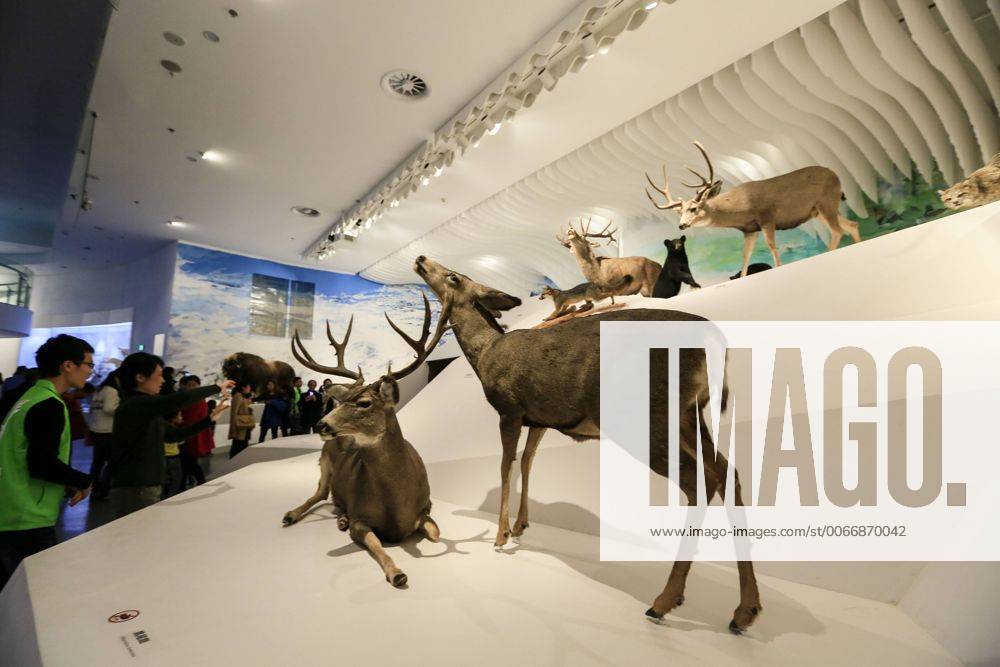 CHONGQING -- People visit the new Chongqing Museum of Natural History in Chongqing, southwest China, Nov. 15, 2015. The new Chongqing Museum of Natural History, the second largest natural museum in China, reopened on Nov. 9, 2015. ) (zwx) CHINA-CHONGQING-MUSEUM OF NATURAL HISTORY-REOPENING(CN) QinxTingfu