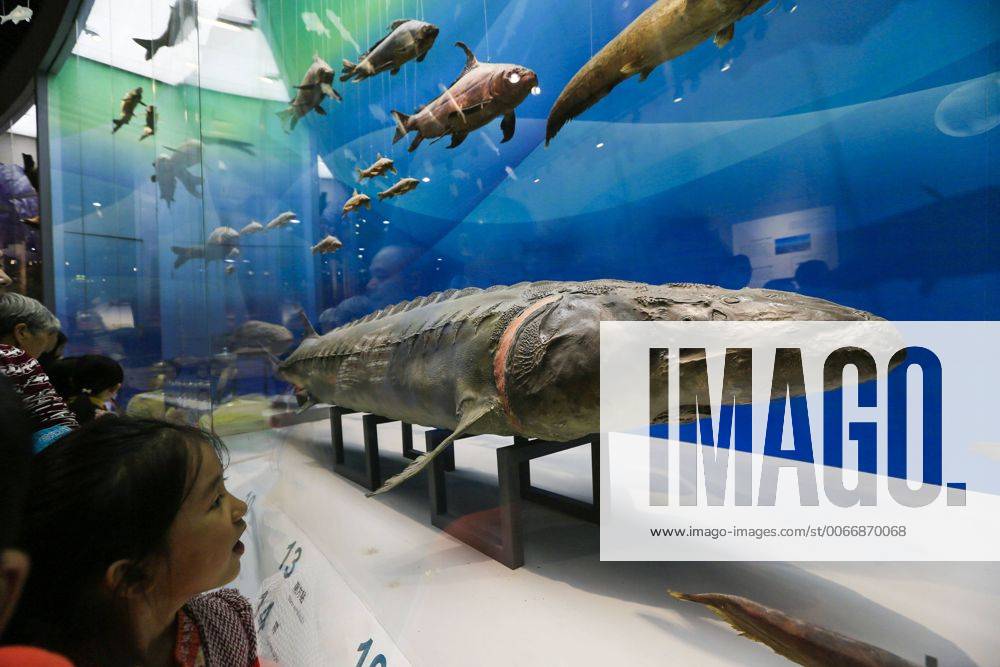 CHONGQING -- People visit the new Chongqing Museum of Natural History in Chongqing, southwest China, Nov. 15, 2015. The new Chongqing Museum of Natural History, the second largest natural museum in China, reopened on Nov. 9, 2015. ) (zwx) CHINA-CHONGQING-MUSEUM OF NATURAL HISTORY-REOPENING(CN) QinxTingfu