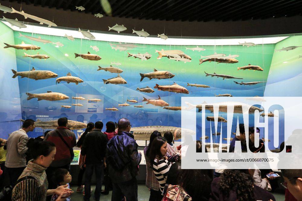 CHONGQING -- People visit the new Chongqing Museum of Natural History in Chongqing, southwest China, Nov. 15, 2015. The new Chongqing Museum of Natural History, the second largest natural museum in China, reopened on Nov. 9, 2015. ) (zwx) CHINA-CHONGQING-MUSEUM OF NATURAL HISTORY-REOPENING(CN) QinxTingfu