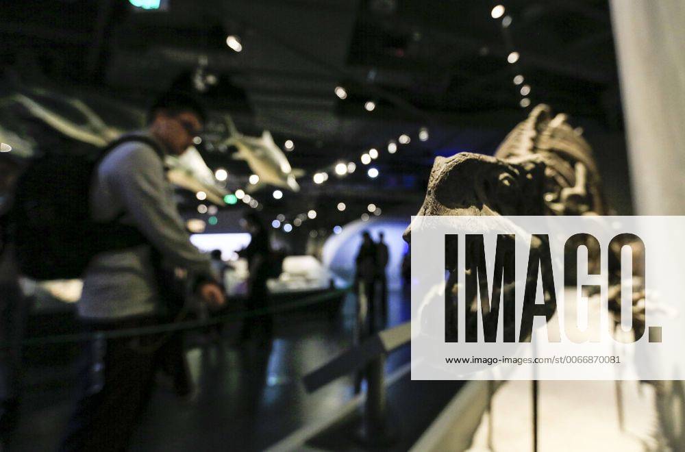 CHONGQING -- People visit the new Chongqing Museum of Natural History in Chongqing, southwest China, Nov. 15, 2015. The new Chongqing Museum of Natural History, the second largest natural museum in China, reopened on Nov. 9, 2015. ) (zwx) CHINA-CHONGQING-MUSEUM OF NATURAL HISTORY-REOPENING(CN) QinxTingfu